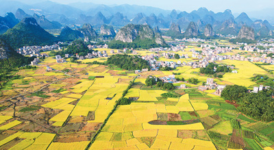 霜降將至，廣西壯族自治區(qū)賀州市平桂區(qū)黃田鎮(zhèn)廣大農(nóng)民搶抓農(nóng)時抓緊晚稻收割，確保糧食顆粒歸倉。黃旭胡攝（人民視覺）